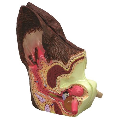 Modelo de oído canino – Normal / Infectado, 1019593 [W47850], Parasitología