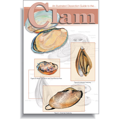 Guide to the Clam, W4R5300, Invertebrate (Invertebrata)