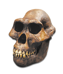 Bone Clones® Australopithecus afarensis Skull, W59305, Evolución