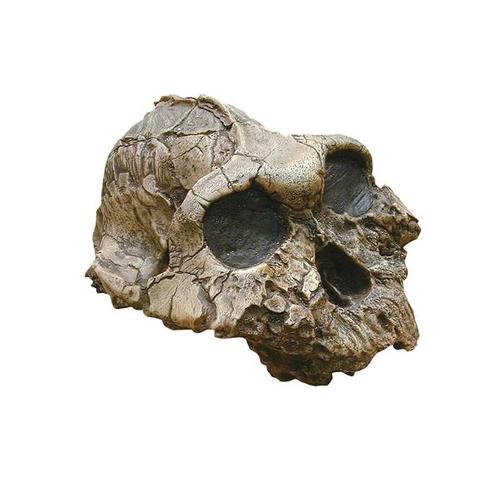 Bone Clones® Australopithecus boisei Skull, W59306, Human Skull Models