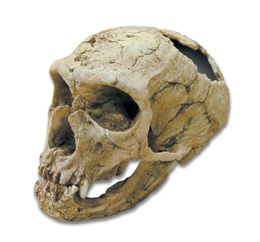 Bone Clones® Homo neanderthaliens Skull, W59307, Anthropology