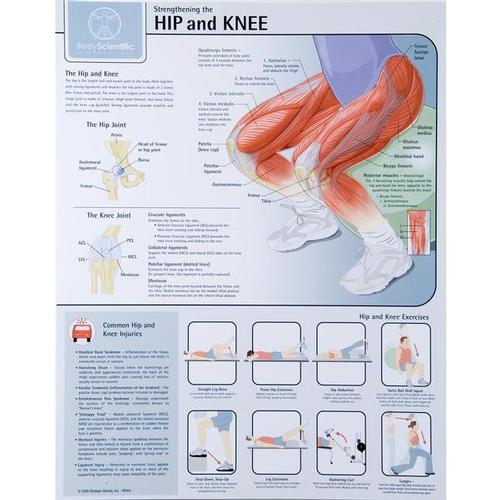 Strengthening the Hip and Knee Chart - Laminated, W59508, Muscle