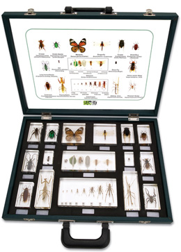 Set of 16 Embedded specimen, W59552, Embedded Specimens