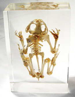 Frog Skeleton
Toad Bufobufogargarizans, W59553, Embedded Specimens