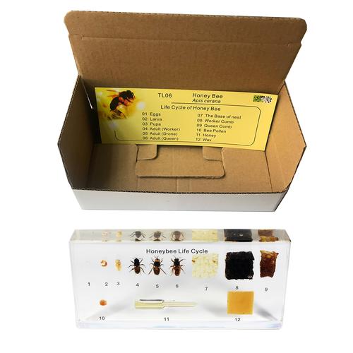 蜜蜂 中华蜜蜂, 1005971 [W59558], 植入标本