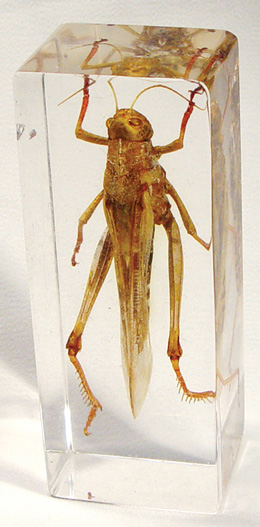 Grasshopper
Catantops splendens, W59564, Especímenes Incrustados