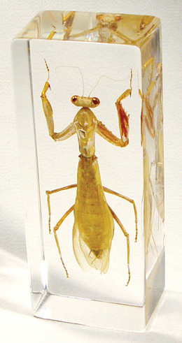 Praying Mantis
Hierodula petellifera (Serville), W59566, Embedded Specimens