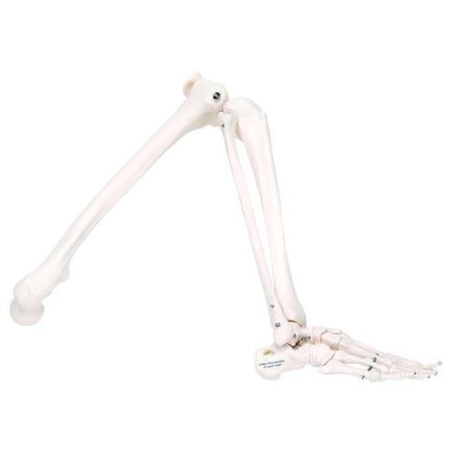 Skeletons: Right leg, white, 1020641 [XA010], 교체 부품