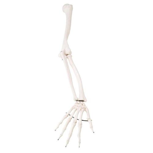 Skeletons: Right arm, white, 1020645 [XA014], 교체 부품
