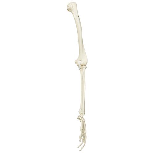 Skeletons: Left arm, white, 1020646 [XA015], 교체 부품