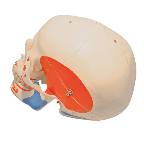 Skeletons: Complete skull with muscle painting and hole, 1020654 [XA023], 교체 부품