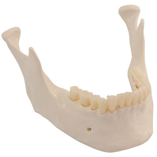 Maxillaire inf&eacute;rieure de rechange avec dents pour tout le groupe de squelettes, 1020655 [XA024], Pi&egrave;ces de rechange