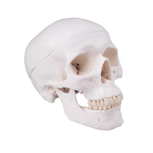 Skull with drill hole, 1020656 [XA025], 교체 부품