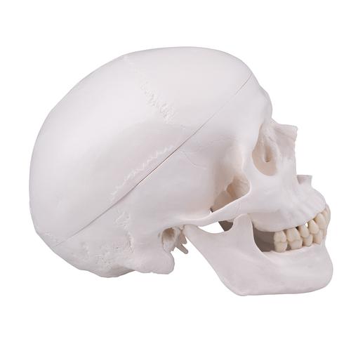 Crâne avec alésage, 1020656 [XA025], Pièces de rechange