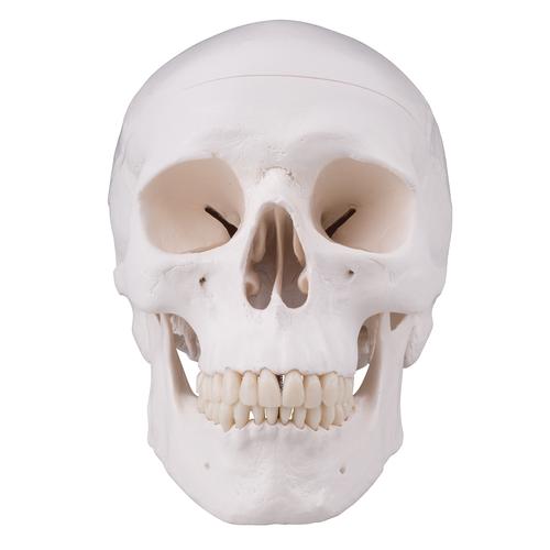 Crâne avec alésage, 1020656 [XA025], Pièces de rechange