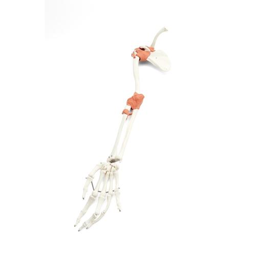 A13:Bras droite , Scapulaire, Clavicule, 1017308 [XA037], Pi&egrave;ces de rechange