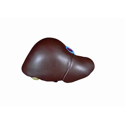 Spare liver with gallbladder, 1020671 [XB013], Replacements
