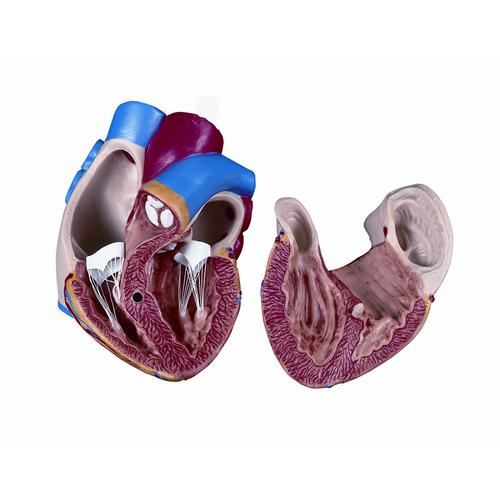 Spare heart, 2 parts, 1020683 [XB032], Replacements