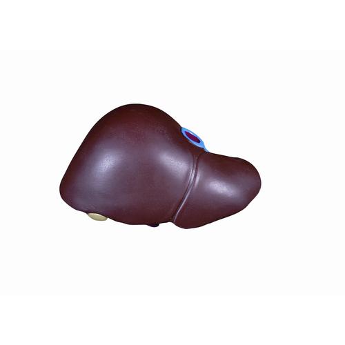 Spare liver with gallbladder, 1020685 [XB034], Replacements