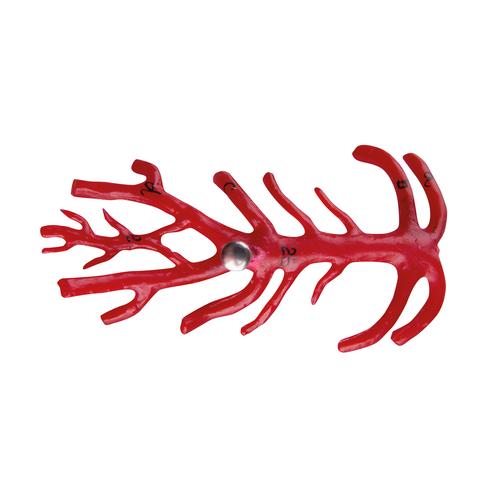 Replacement basilar artery for 9-part brain model, 1020687 [XC002], Replacements