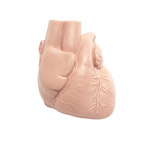 Replacement heart for patient care training manikin, 1020719 [XP031], Replacements