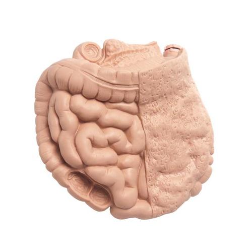 Replacement section of intestine for patient care training manikin, 1020721 [XP033], Replacements