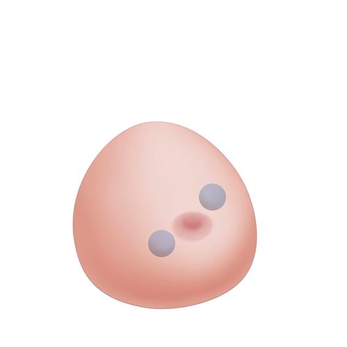 SONOtrain Bloco de reposição de mama com cistos, 1019649 [XP124], Consumíveis