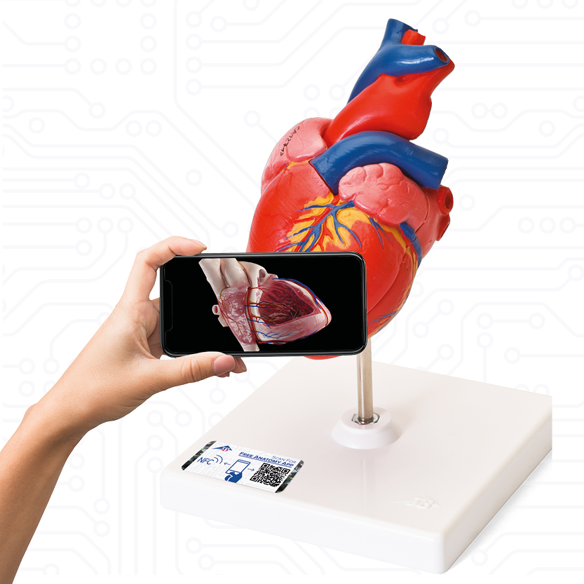 Viewing the heart with a smartphone
