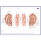Meridian notepad, 1002440, Акупунктура аксессуары (Small)