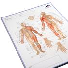 Acupuncture Meridian notepad; FR, 1017881, Acupuncture Charts and Models (Small)