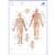 Acupuncture-Meridian Notepad, 1017883, Acupuncture accessories (Small)