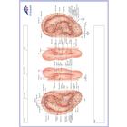 Bloc-notes M&eacute;ridiens, EN, 1017883, Accessoires d'acupuncture (Small)