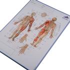 Acupuncture-Meridian Notepad, 1017883, Акупунктура аксессуары (Small)