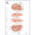 Bloc-notes M&eacute;ridiens, ES, 1017885, Accessoires d'acupuncture (Small)