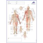 Acupuncture, Medridian Notepad, IT, 1017887, Acupuncture Charts and Models