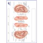 Bloc de notas meridiano, IT, 1017887, Modelos (Small)
