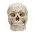 Deluxe Demonstration-Skull, 14-parts, 1019403, Modelos de Cráneos Humanos (Small)