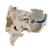 Deluxe Demonstration-Skull, 14-parts, 1019403, Modelos de Cráneos Humanos (Small)