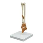 Elbow Joint Model, 1019407, Joint Models