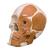 Skull with facial muscles on left side, 1019411, Modelos de Cráneos Humanos (Small)