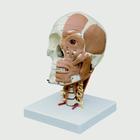 Skull Model with Facial Muscles on Cervical Spine, 1019413, Human Skull Models