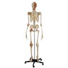 Skeleton with 4 ligaments, head and neck muscles, 1019415, Skeleton Models - Life size