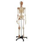 Flexible Skeleton with ligaments and muscles, 1019416, Skeleton Models - Life size