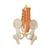 Pelvic Model with Lumbar Spine Muscles and Femur Heads, 1019419, Genital and Pelvis Models (Small)