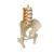 Pelvic Model with Lumbar Spine Muscles and Femur Heads, 1019419, Genital and Pelvis Models (Small)