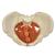 Female Pelvis with Pelvic Floor Musculature, 1019420, Joint Models (Small)