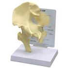 Basic Hip Model, 1019503, Individual Bone Models