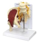 Muscled Hip with Sciatic Nerve, 1019505, Muscle Models