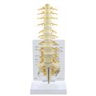 Modello spinale osso sacro-T8, 1019508, Modelli di vertebre