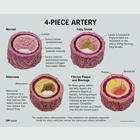 Artery sections (4) (oversized) - with Handle, 1019532, Microanatomy Models  (Small)